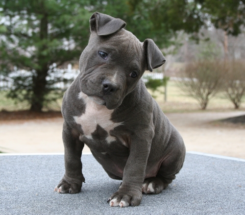 The only kind of bully that I like