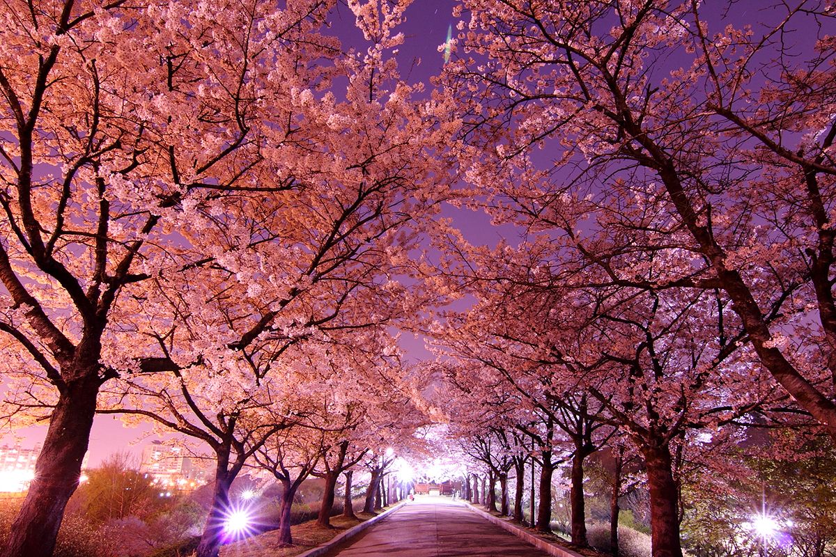 cherry-blossom